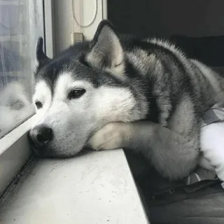 🐾 d9cf571c hond, husky, dier, huisdier, raam, huisdier, zoogdier, schattig, verdrietig telegram sticker