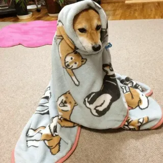 🐾 eb1d22b8 hond, deken, shiba inu, schattig, huisdier telegram sticker