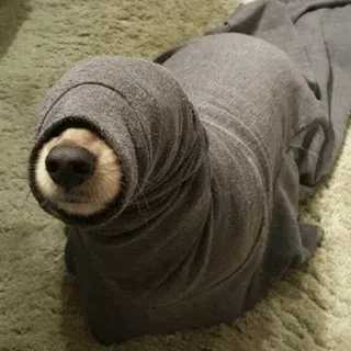 🐾 f06acd70 hond, met capuchon, huisdier, grappig, bedekt, kostuum telegram sticker