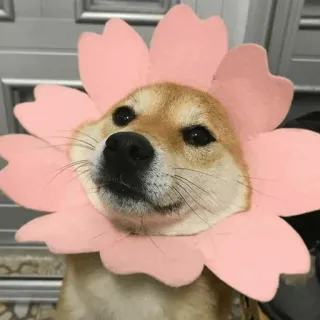 🐾 f9afc6f0 hond, shiba inu, bloem, schattig, huisdier, dier telegram sticker