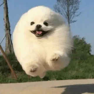 Dog , By : @ZzZzBB whatsapp stickers