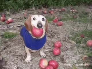 🌟 00c5ff3a chien, animal, teckel, pomme, animal de compagnie, mignon, nourriture, fruit telegram sticker