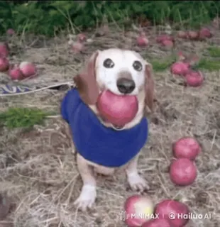 🌟 07feece1 chien, teckel, pomme, animal, animal de compagnie, mignon telegram sticker