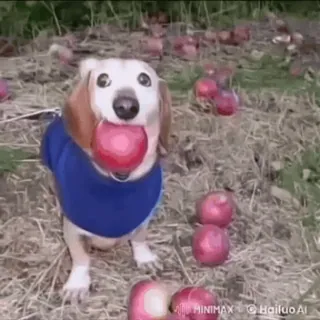 🌟 09ea2ca0 chien, animal, pomme, nourriture, nature telegram sticker