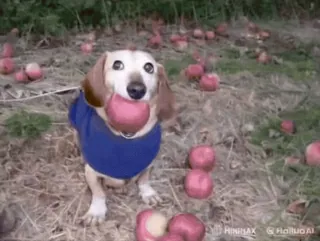 🌟 0d425a17 chien, teckel, pomme, animal, mignon, animal de compagnie, fruit telegram sticker