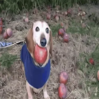 🌟 0ffe927d chien, pomme, teckel, animal, animal de compagnie, mignon, extérieur telegram sticker