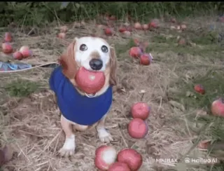 🌟 107ee813 chien, animal, teckel, pomme, animal de compagnie, extérieur, mignon telegram sticker