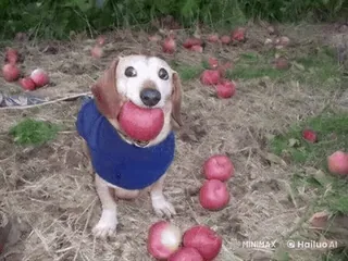 🌟 1a32c57e chien, teckel, pomme, fruit, animal, mignon, animal de compagnie, chiot telegram sticker