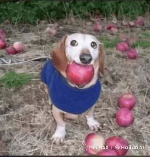 🌟 1d0c46eb chien, teckel, animal, pomme, animal de compagnie, mignon, fruit telegram sticker