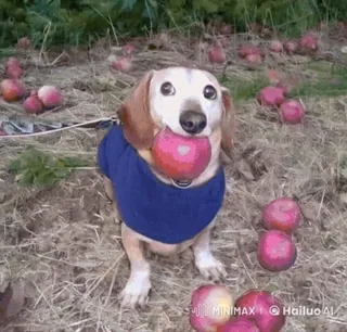 🌟 1e113fd8 chien, teckel, pomme, animal de compagnie, animal, nourriture, mignon, fruit telegram sticker