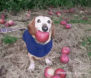 🌟 1f4cf1cc chien, teckel, pomme, pommes, mignon, animal de compagnie, animal telegram sticker