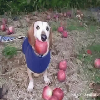 🌟 27655457 chien, pomme, animal de compagnie, animal, mignon, teckel telegram sticker