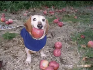 🌟 2a8b3d37 chien, teckel, pomme, animal, mignon, fruit telegram sticker