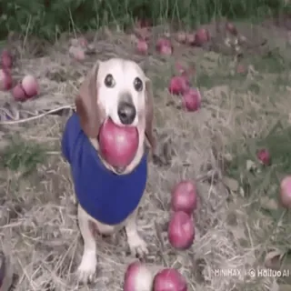 🌟 31c89c53 chien, teckel, pomme, mignon, animal, animal de compagnie, automne, automne telegram sticker