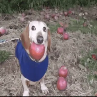 🌟 33350423 chien, pomme, teckel, animal de compagnie, animal, mignon, automne, automne telegram sticker