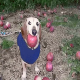 🌟 33a18c7a chien, teckel, pomme, mignon, animal, animal de compagnie, automne, automne telegram sticker