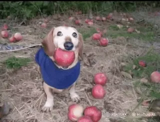 🌟 34ddafde chien, teckel, pomme, pommes, fruit, animal de compagnie, animal telegram sticker