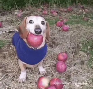 🌟 39f4f8e7 teckel, chien, pomme, fruit, animal de compagnie, animal, mignon telegram sticker