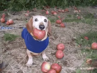 🌟 44ac5d59 chien, teckel, pomme, pommes, fruit, animal, animal de compagnie, mignon telegram sticker