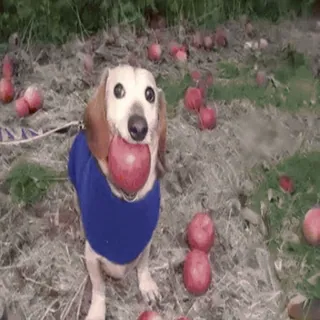 🌟 47eeb631 chien, pomme, teckel, animal, mignon, fruit telegram sticker