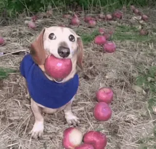 💃 4feacd20 teckel, chien, pomme, fruit, automne, automne, animal de compagnie, mignon telegram sticker