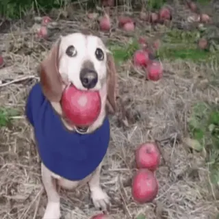 🌟 5a881a61 chien, teckel, pomme, pommes, fruit, mignon, animal de compagnie, animal telegram sticker