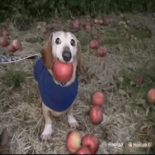 🌟 6134b7a1 chien, pomme, teckel, mignon, animal de compagnie, animal telegram sticker