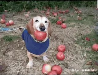 🌟 6c4281cd chien, teckel, pomme, animal, mignon, animal de compagnie telegram sticker