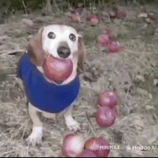 🌟 6d4c4227 chien, pommes, animal, animal de compagnie, fruit, mignon telegram sticker