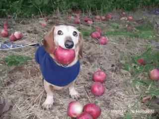 🌟 6e08e037 teckel, chien, pomme, mignon, animal, animal de compagnie, nourriture telegram sticker