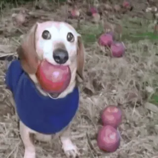 🌟 7a0b0e92 chien, teckel, pomme, automne, pull, animal de compagnie, animal telegram sticker