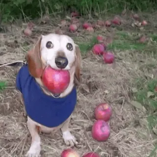 🌟 8420c8d0 chien, teckel, pomme, automne, mignon, animal, fruit telegram sticker