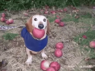 🌟 873620d2 chien, pomme, teckel, animal, mignon, animal de compagnie telegram sticker