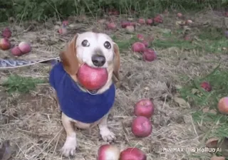 🌟 89e8e113 chien, teckel, pomme, automne, animal de compagnie, animal, mignon, automne telegram sticker