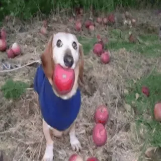 🌟 8c7de675 chien, pomme, teckel, animal de compagnie, animal, mignon, fruit telegram sticker