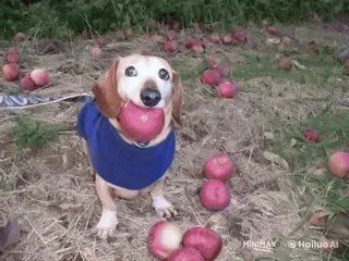 🌟 8cd38b7f chien, pommes, animal, fruit, teckel, animal de compagnie telegram sticker