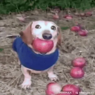 🌟 93474a6f chien, teckel, animal, animal de compagnie, pomme, mignon telegram sticker