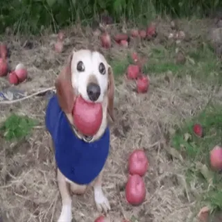 🌟 934b58b6 chien, teckel, pomme, mignon, animal, animal de compagnie, joyeux, extérieur telegram sticker