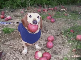 🌟 9b748608 chien, teckel, pomme, fruit, animal, animal de compagnie, mignon telegram sticker