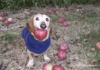 🌟 a11c1d0d chien, teckel, pomme, automne, animal de compagnie, fruit, mignon, animal telegram sticker