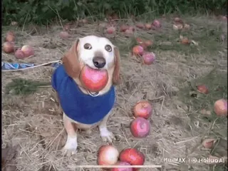 🌟 a48d09d3 chien, teckel, pomme, animal de compagnie, animal, mignon telegram sticker