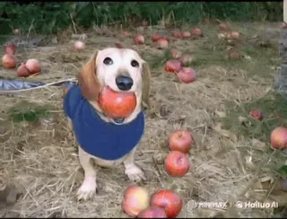 🌟 a7aee3b8 teckel, chien, pomme, fruit, mignon, animal, animal de compagnie telegram sticker