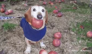 🤝 b56d2bb5 chien, pomme, animal, teckel, mignon, animal de compagnie, automne telegram sticker