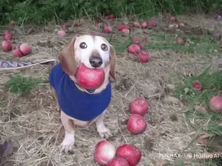 🌟 be327b60 chien, pomme, teckel, animal, mignon, animal de compagnie telegram sticker