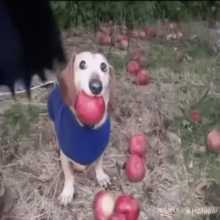 🌟 c7347408 chien, teckel, pomme, pommes, fruit, mignon, animal, animal de compagnie telegram sticker