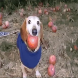 🌟 c89f82b9 chien, teckel, pomme, animal de compagnie, animal, mignon, automne, automne telegram sticker