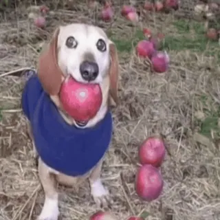 🌟 d59a9837 teckel, chien, pomme, mignon, animal, animal de compagnie telegram sticker