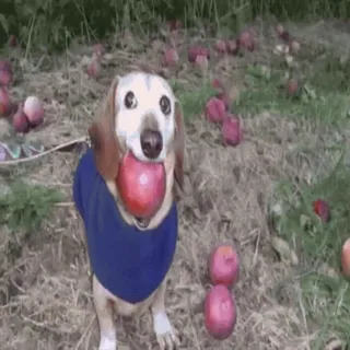 🌟 e3e2db9b chien, teckel, pomme, animal de compagnie, animal, mignon, nourriture telegram sticker