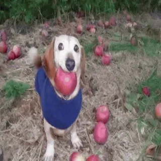 🌟 e56e6a0b chien, pomme, animal de compagnie, animal, mignon, extérieur telegram sticker