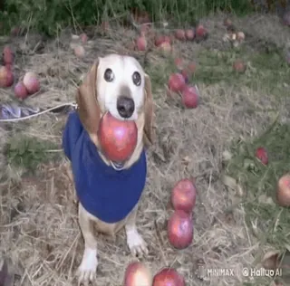 🌟 e7e565a1 chien, teckel, pomme, mignon, animal de compagnie, automne, automne, animal telegram sticker